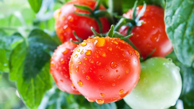 Is Milk The Secret Ingredient You Need For Thriving Tomatoes?