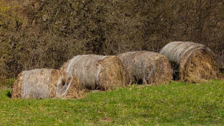 Is Moldy Hay The Secret Weapon Your Lawn And Garden Need To Thrive?