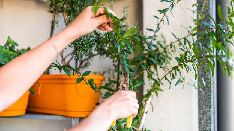 Is October Too Late To Plant A Pomegranate Tree? Here’s What To Know