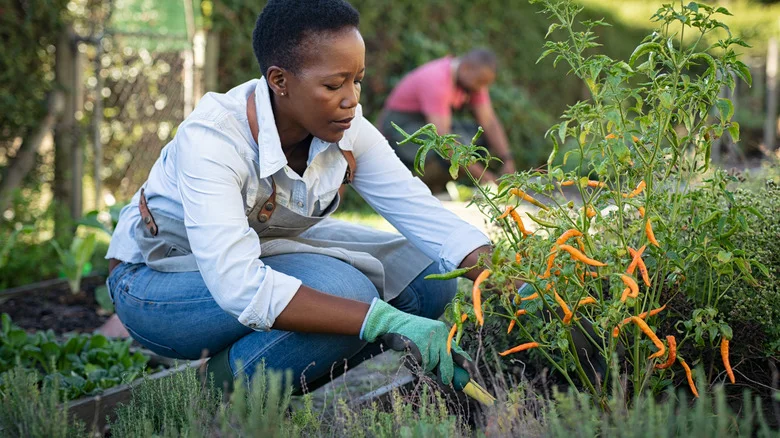 Is Pruning Early Flower Buds Off Pepper Plants The Key To A Bountiful Harvest?