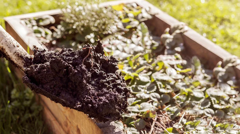 Is Seafood Compost The Right Fertilizer For Your Garden? Here’s What To Know