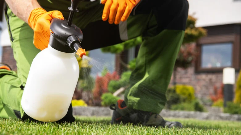 Is Sugar The Secret To A Healthier Lawn?