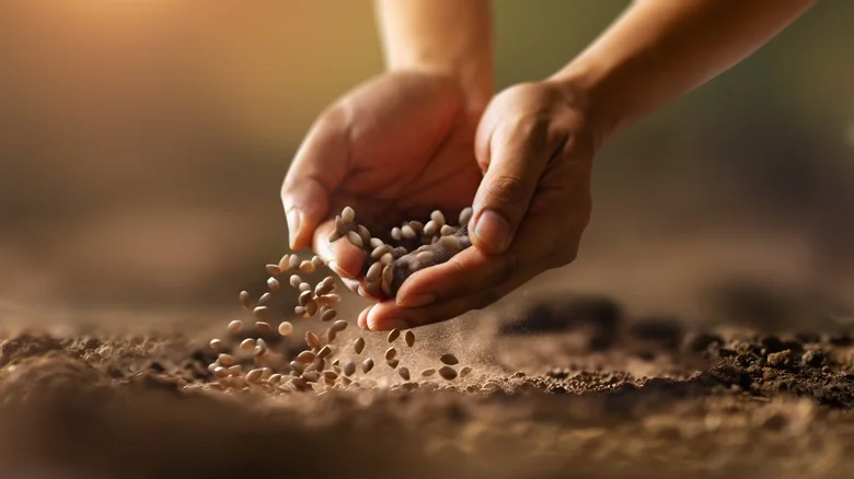 Is The Floating Seed Hack More Fact Or Fiction When It Comes To Germination?