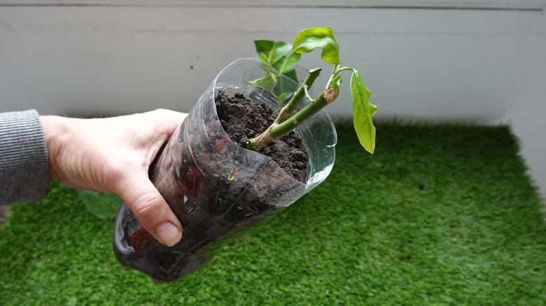 Is This Potato Trick A Genius Way To Propagate Woody Plants With Little Effort?