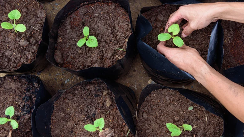 Is TikTok’s Free Plant Grow Bag Trick Actually A Good Idea?