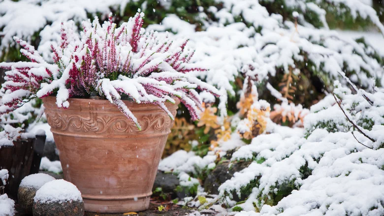 Is TikTok’s Tip For Winterizing Planters Without Bringing Them Inside A Good Idea?