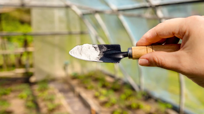Is Using Baking Soda As A Fertilizer Helping Your Plants Or Hurting Them?