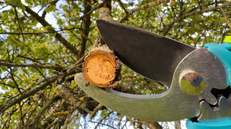 Is Using Glue To Seal Fresh Pruning Cuts A Gardening Secret Or Sticky Nightmare?