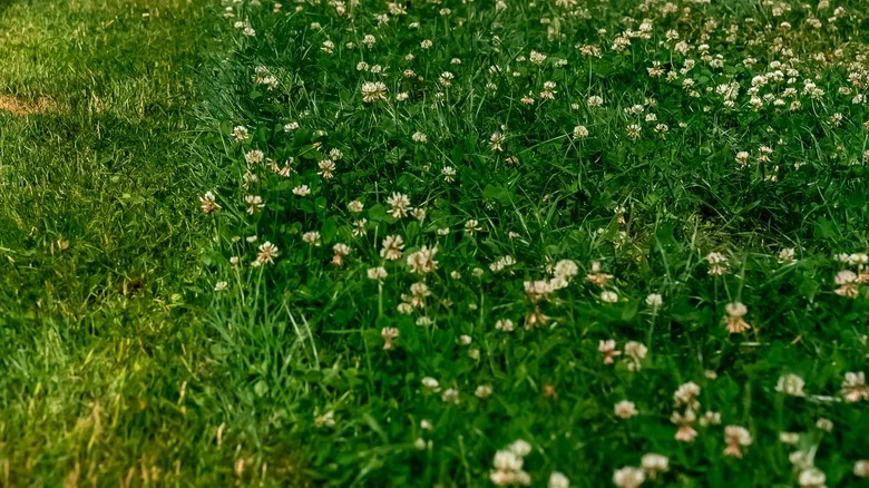 Is Vinegar The Secret Weapon To Get Rid Of Clover From Lawns? What To Know Before Trying