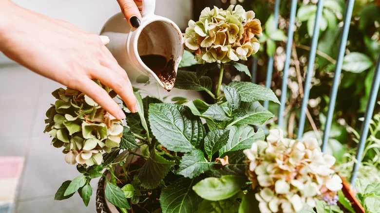 Is Watering Your Plants With Coffee A Good Idea Or A Recipe For Disaster?
