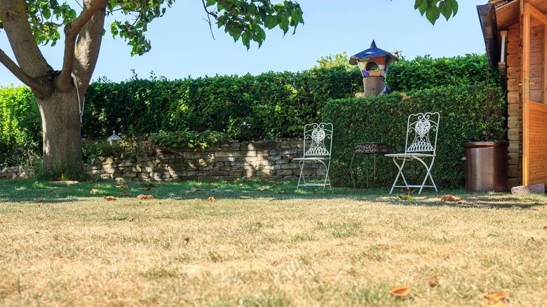 Is Your Lawn Doomed If You Skipped Fertilizing It In The Fall? What We Know