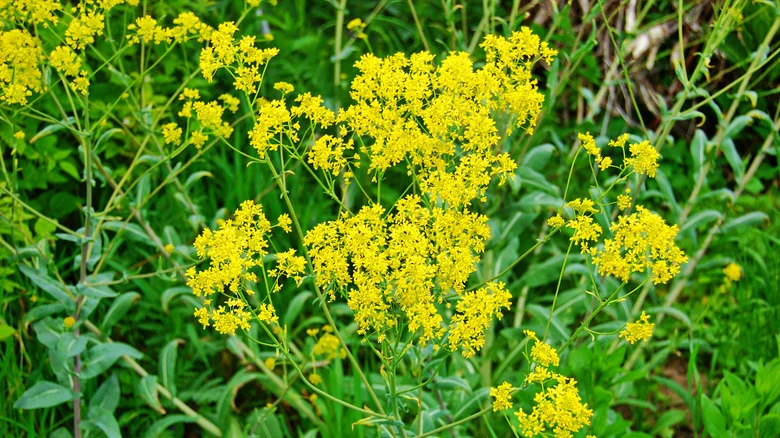 Isatis Tinctoria: The Pollinator-Friendly Weed You Don’t Want In Your Garden
