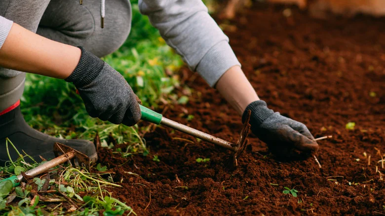 It’s Not Too Late To Plant And Grow These Herbs In August