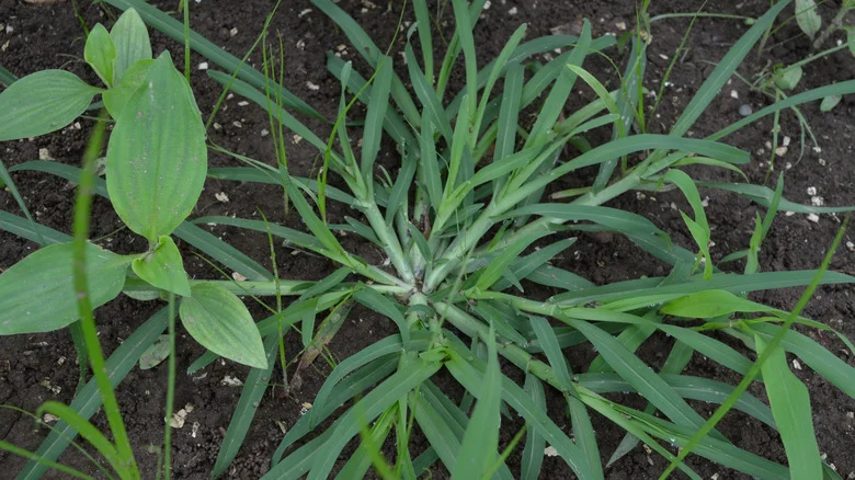 It’s Time To Drop The DIYs: There’s An Amazon Find For Removing Crabgrass
