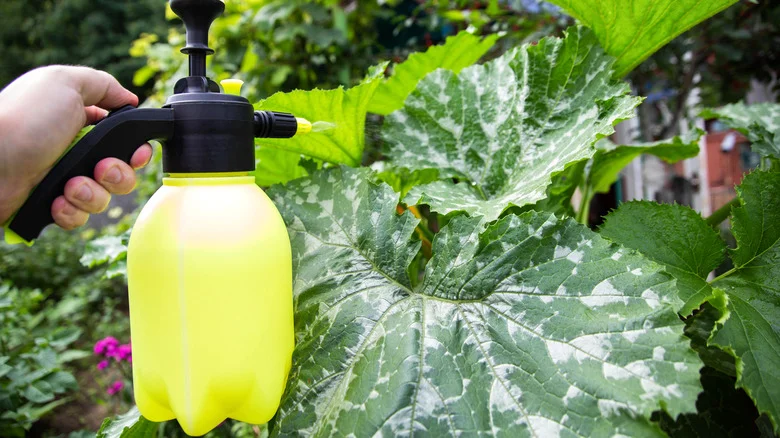 It’s Time To Stop Believing Some Hydrogen Peroxide Garden Myths