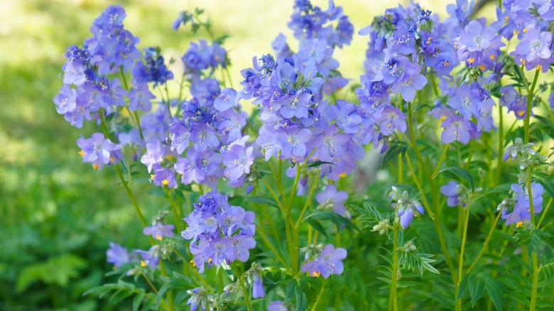 Jacob’s Ladder Is The Perfect Wildflower To Grow In A Shady Yard