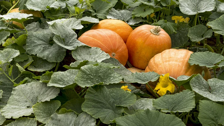 June Is The Perfect Time For Illinois Gardeners To Plant Pumpkins. Here’s Why