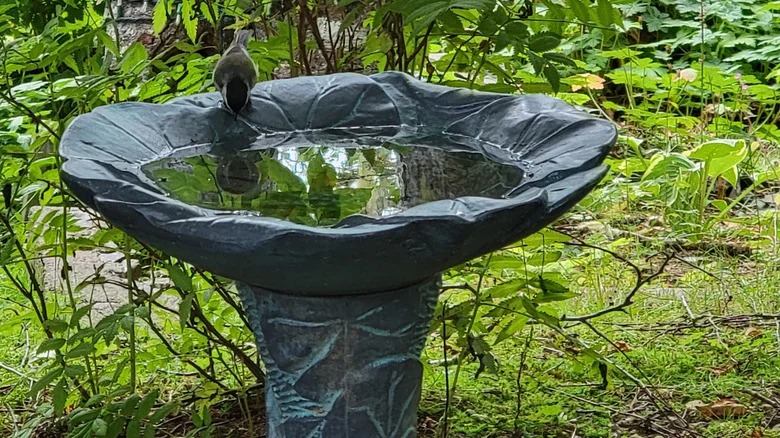 Keep Algae Out Of Your Birdbath With These Simple Cleaning Tactics