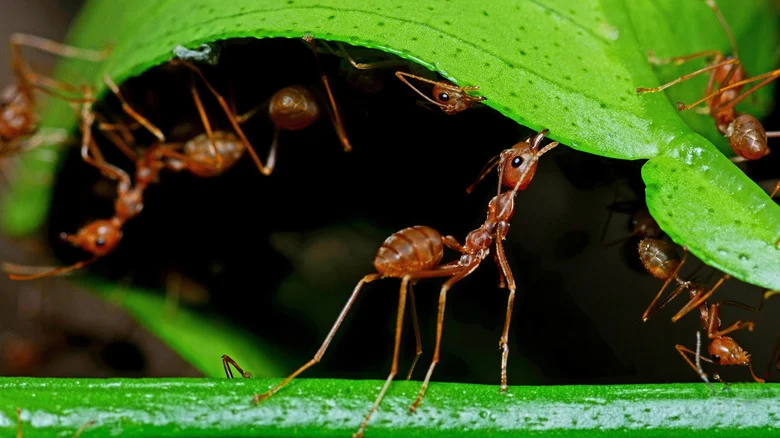 Keep Ants Away With The Help Of A Strong-Smelling Plant They Can’t Stand