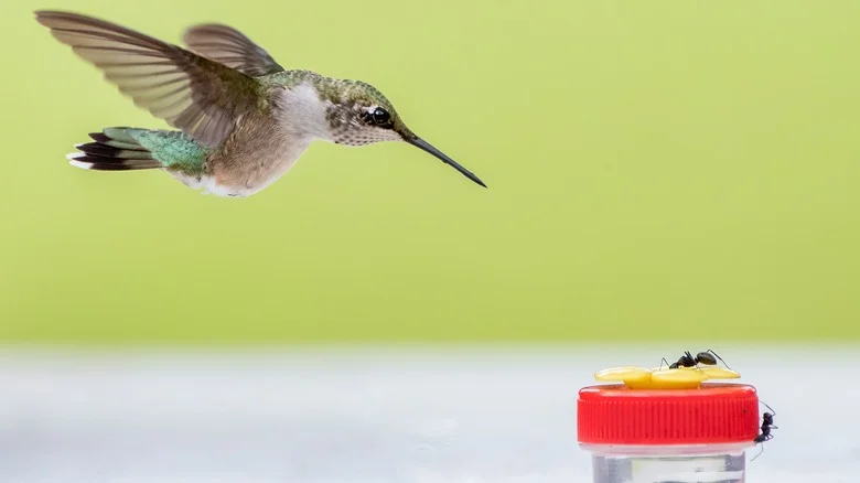 Keep Ants Out Of Hummingbird Feeders With Fresh-Smelling Herbs
