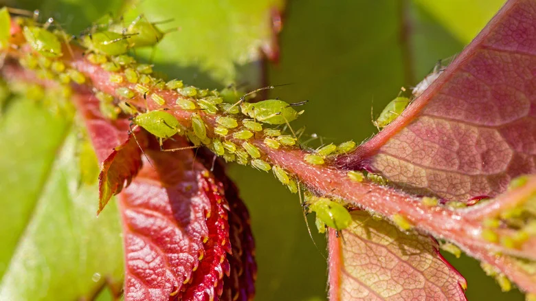 Keep Aphids Away From Your Plants With A Sweet Smell They Can’t Stand
