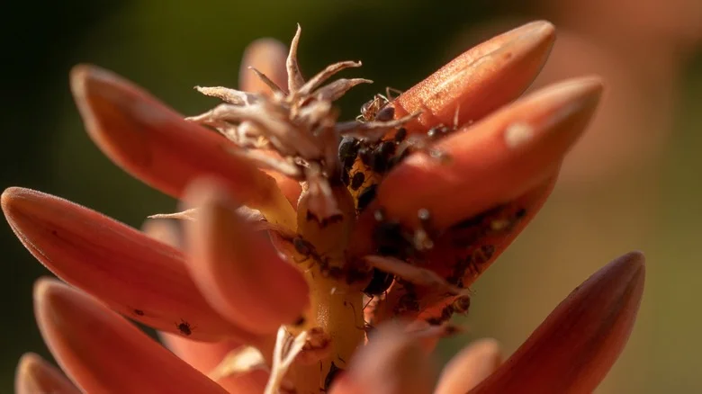 Keep Aphids Off Your Aloe Plant With A Handy Kitchen Essential
