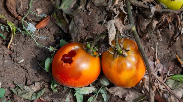Keep Birds Away From Your Tomato Plants This Summer With One Easy Tip