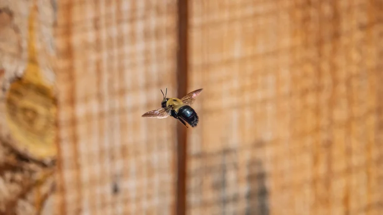 Keep Carpenter Bees Away With A Solution That’s Already In Your Spice Cabinet