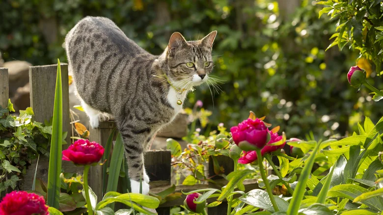 Keep Cats From Destroying Your Garden With An Item From Your Refrigerator