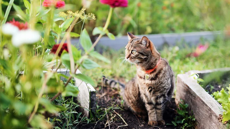 Keep Cats Out Of Your Raised Garden Bed With This Simple Trick