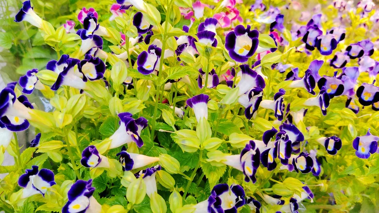 Keep Deer Out Of Your Garden With An Easy To Grow Flower They Can’t Stand