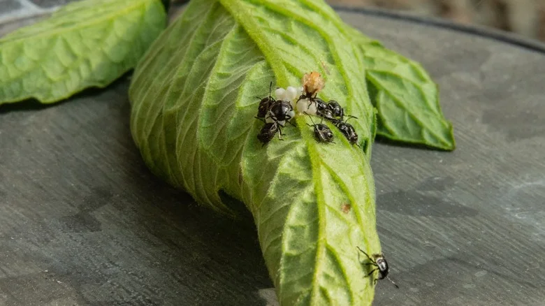 Keep Flea Beetles From Destroying Your Tomato Plants With A Few Items You Already Own