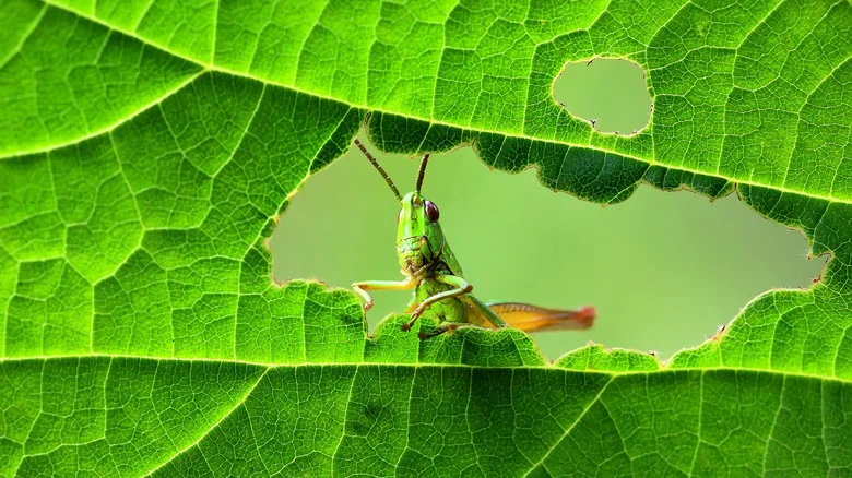 Keep Grasshoppers From Invading Your Garden With A Trap Crop Border