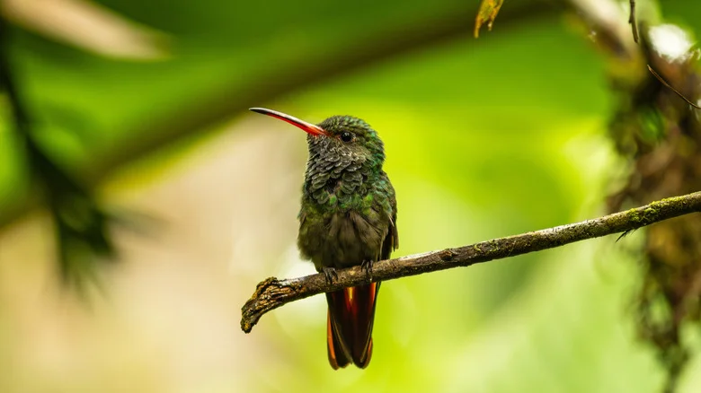 Keep Hummingbirds Coming Back By Planting And Saving Seeds From Their Favorite Blooms