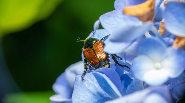 Keep Japanese Beetles From Damaging Your Hydrangeas With One Simple Trick
