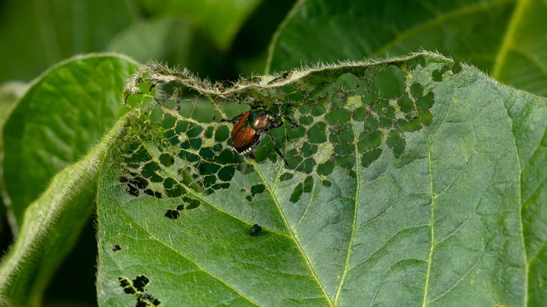 Keep Japanese Beetles Out Of Your Garden Naturally With A Simple Oil Solution