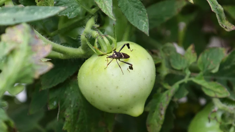 Keep Leaf-Footed Bugs Off Your Tomatoes With This Beautiful Companion Flower