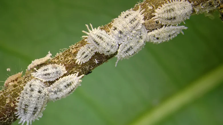 Keep Mealybugs From Harming Your Hydrangeas With A Popular Kitchen Ingredient