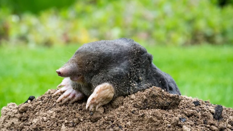Keep Moles Out Of Your Yard With The Help Of These 8 Plants They Cannot Stand