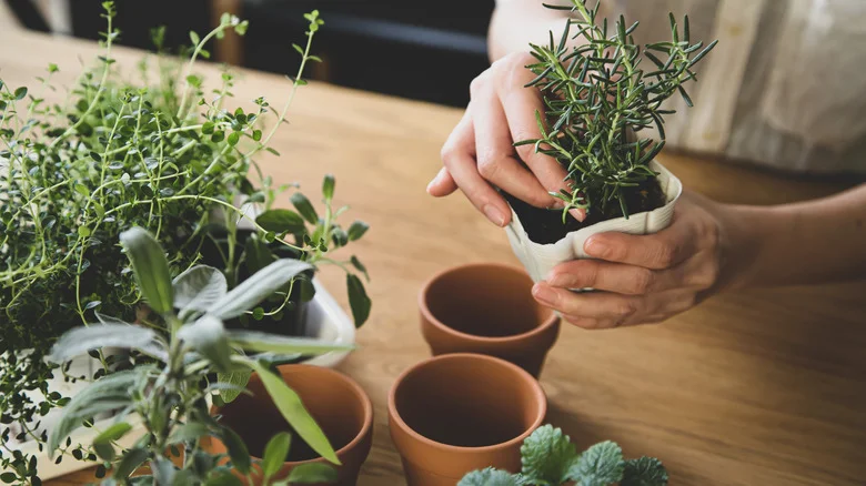 Keep Moths Out Of Your Home With Just A Handful Of Common Herbs