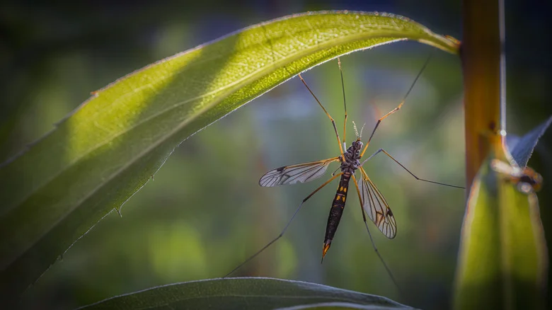 Keep Pesky Crane Flies Away From Your Lawn With A Common Kitchen Ingredient