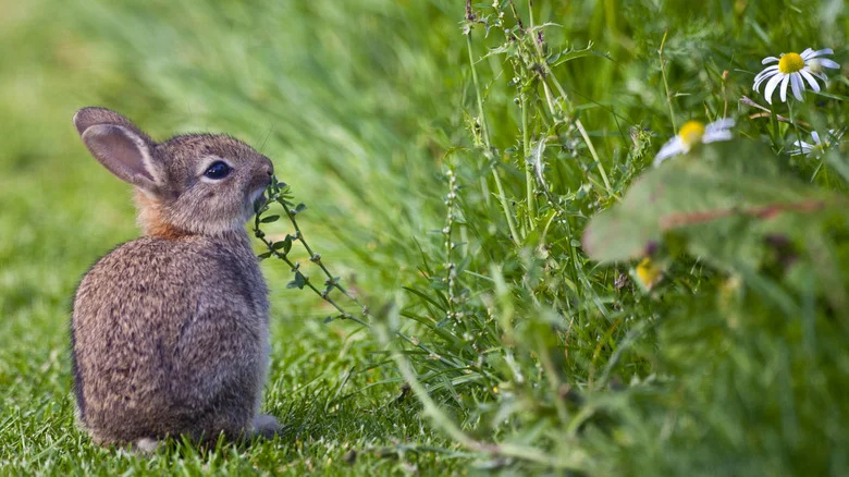Keep Pests Out Of Your Garden This Spring With Some Spare PVC Parts