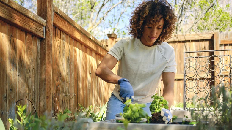 Keep Pests Out Of Your Garden With This Powerful Trio Of Popular Herbs