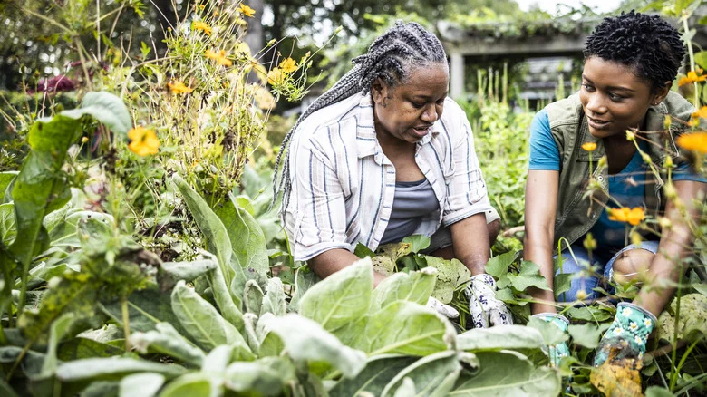 Keep Plants Hydrated While Blocking Out Weeds With A Living Mulch For Your Garden