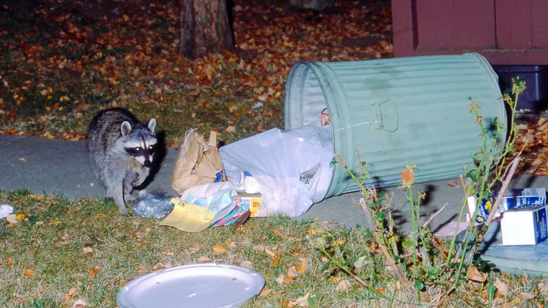 Keep Raccoons Out Of Your Trash With One Easy Gadget