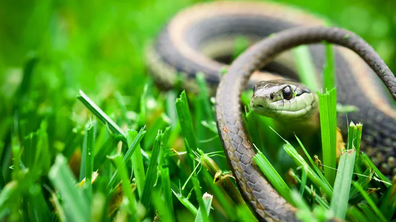 Keep Snakes Out Of Your Yard With The Help Of A Sweet And Spicy Scent They Hate