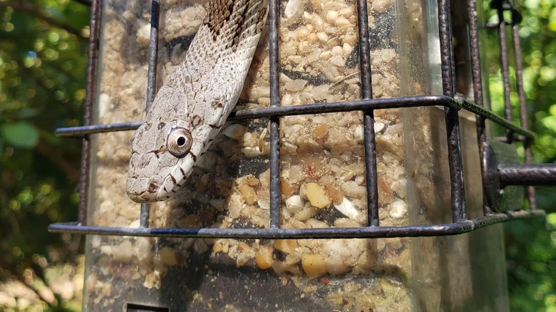 Keep Sneaky Snakes From Snacking At Your Bird Feeders With This Simple Tip