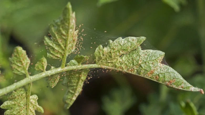 Keep Spider Mites From Harming Your Plants With A Handy Kitchen Staple