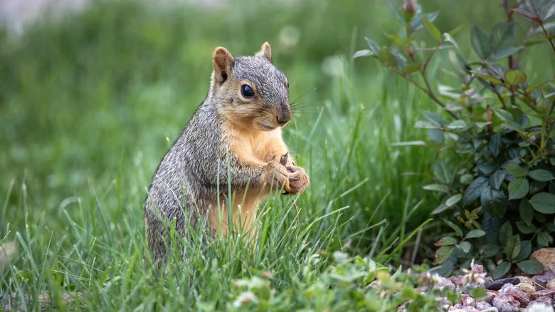 Keep Squirrels Out Of The Garden With An Easy-To-Grow Flower They Can’t Stand