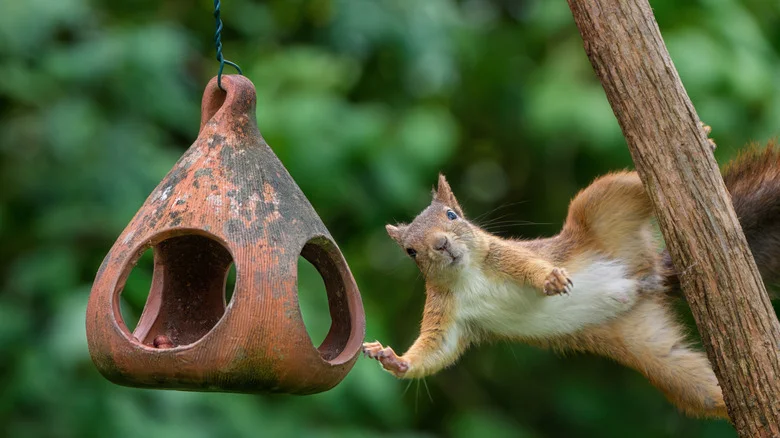 Keep Squirrels Out Of Your Bird Feeder With These 11 Genius Tricks